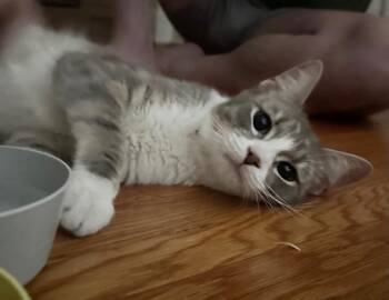 Diet Coke -  Domestic Short Hair Cat for Adoption in Cincinnati, Ohio - Diet Coke | PetCurious