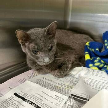 Domestic Short Hair Cats Available for Adoption in Pauls Valley, Oklahoma - Kimiko | PetCurious