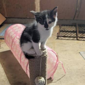 April -  Domestic Short Hair Cat for Adoption - April | PetCurious