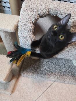 Zeppy -  Domestic Medium Hair Cat for Adoption in Plainfield, Illinois - Zeppy | PetCurious