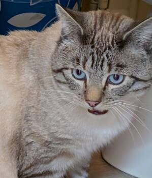 Rescue Siamese Cats for Adoption - Willie | PetCurious