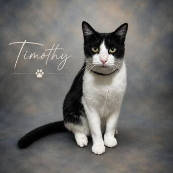 Timothy -  Domestic Medium Hair Cat for Adoption in Asher, Oklahoma - Timothy | PetCurious