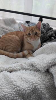 Rescue Domestic Short Hair Cats for Adoption in River Falls, Wisconsin - Ole | PetCurious