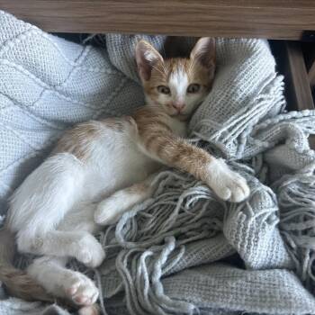 TweedleThree -  Domestic Short Hair Cat for Adoption in Columbia, Missouri - TweedleThree | PetCurious