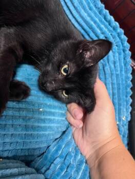 Rescue Domestic Short Hair Cats for Adoption in Northfield, Ohio - PLUTO | PetCurious