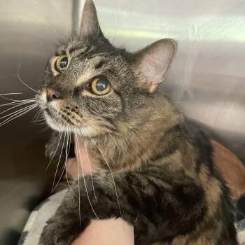 Domestic Long Hair Cats Available for Adoption in Port Charlotte, Florida - Jacqueline | PetCurious