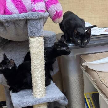 Domestic Short Hair Cats Available for Adoption in Oceanside, New York - Pebble | PetCurious