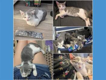 DOC -  Domestic Medium Hair Cat for Adoption in Fort Wayne, Indiana - DOC | PetCurious