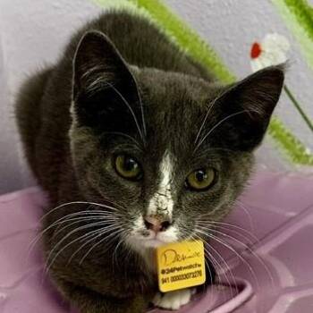 Denise - Social & Sweet -  Tuxedo Cat for Adoption in Hoquiam, Washington - Denise - Social & Sweet | PetCurious
