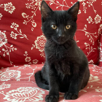 Rescue Domestic Short Hair Cats for Adoption in Granby, Missouri - Egg Roll | PetCurious
