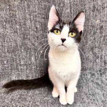 Domestic Short Hair Cats Available for Adoption in Waterloo, Iowa - Butterbean Deluxe | PetCurious