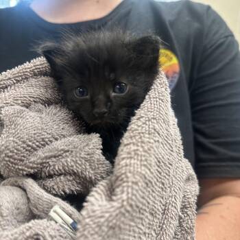 Roast -  Domestic Short Hair Cat for Adoption in Newport, Tennessee - Roast | PetCurious