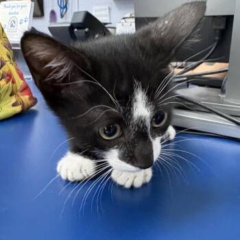 Chat 29820 -  Domestic Short Hair Cat for Adoption in Middleburg, Florida - Chat 29820 | PetCurious