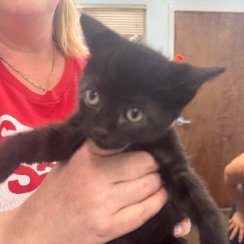 Galaxy -  Domestic Short Hair Cat for Adoption in Hudson, New Hampshire - Galaxy | PetCurious