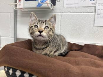 Appa -  Domestic Short Hair Cat for Adoption in Bowling Green, Ohio - Appa | PetCurious