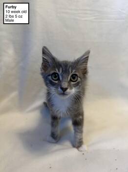 Furby -  Domestic Medium Hair and Tabby Cat for Adoption in Walnut Creek, California - Furby | PetCurious
