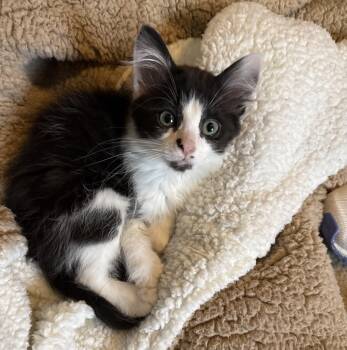 Domestic Medium Hair Cats Available for Adoption in Greenwood, Indiana - Molly | PetCurious