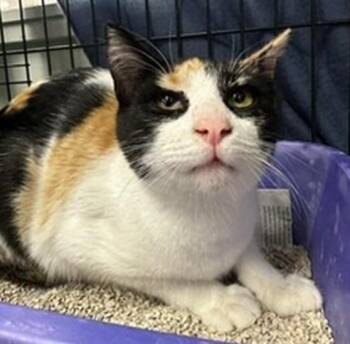 FLORENCE -  Domestic Short Hair Cat for Adoption in Anchorage, Alaska - FLORENCE | PetCurious
