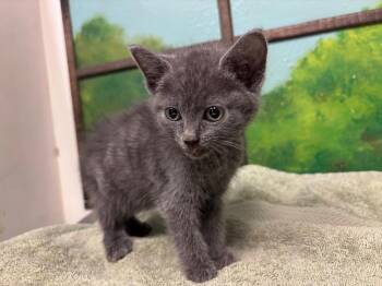 CUTIE -  Domestic Short Hair Cat for Adoption in Houston, Texas - CUTIE | PetCurious