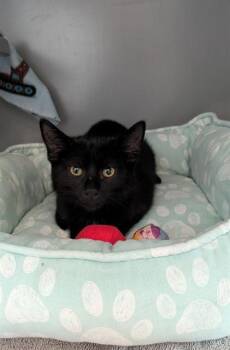 LADYBUG -  Domestic Short Hair Cat for Adoption in Leesburg, Virginia - LADYBUG | PetCurious