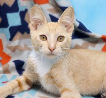 Alfredo -  Domestic Short Hair Cat for Adoption in Tierra Verde, Florida - Alfredo | PetCurious