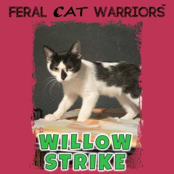 Willow Strike -  Domestic Short Hair Cat for Adoption in Kingman, Arizona - Willow Strike | PetCurious