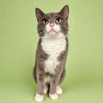 Aelin -  Domestic Short Hair Cat for Adoption in Salt Lake City, Utah - Aelin | PetCurious