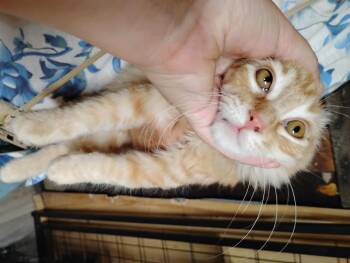 King Author -  Domestic Medium Hair Cat for Adoption in Glenville, West Virginia - King Author | PetCurious