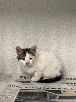 Rescue Domestic Medium Hair Cats for Adoption in Dallas, Texas - DROPLET | PetCurious