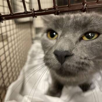 Domestic Short Hair Cats Available for Adoption in Chicago, Illinois - Irenka | PetCurious