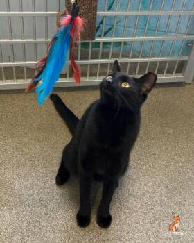 Wyatt -  Domestic Short Hair Cat for Adoption in Roanoke, Virginia - Wyatt | PetCurious