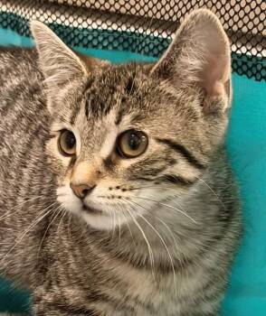 Fig -  Domestic Short Hair Cat for Adoption in Ladysmith, Wisconsin - Fig | PetCurious