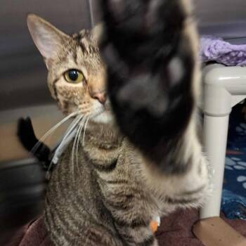JoJo -  Domestic Short Hair Cat for Adoption in Wilmington, Delaware - JoJo | PetCurious
