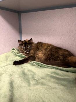 Domestic Long Hair Cats Available for Adoption in Liverpool, New York - Kora | PetCurious