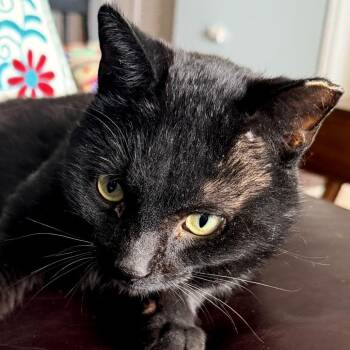 Dash -  Domestic Short Hair Cat for Adoption in La Grange, Kentucky - Dash | PetCurious