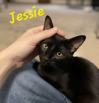 Jessie -  Domestic Short Hair Cat for Adoption in Hazlet, New Jersey - Jessie | PetCurious