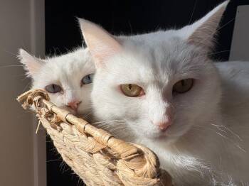 Domestic Short Hair Cats Available for Adoption in Minneapolis, Minnesota - Opal / Pearl | PetCurious