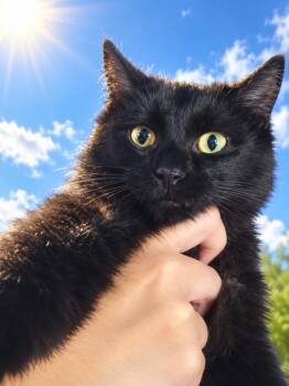 Cloud -  Domestic Long Hair Cat for Adoption in Lincoln Park, Michigan - Cloud | PetCurious