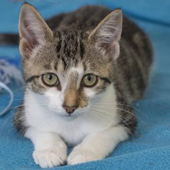 Fern -  Domestic Short Hair Cat for Adoption in Pontiac, Michigan - Fern | PetCurious