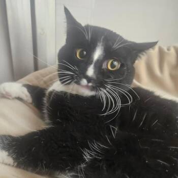 Domestic Short Hair Cats Available for Adoption - Mousse | PetCurious