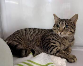 Stanky Leg -  Domestic Short Hair Cat for Adoption in Raleigh, North Carolina - Stanky Leg | PetCurious