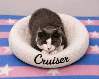 Cruiser -  Domestic Long Hair Cat for Adoption in Naugatuck, Connecticut - Cruiser | PetCurious
