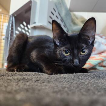 Midnight -  Domestic Short Hair Cat for Adoption in Fort Wayne, Indiana - Midnight | PetCurious