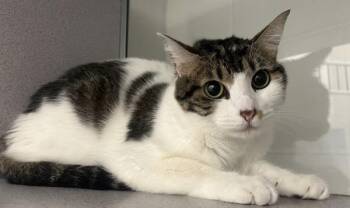 Spirit Love -  Domestic Short Hair Cat Available for Adoption in Stratham, New Hampshire - Spirit Love | PetCurious