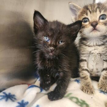 Domestic Short Hair Cats Available for Adoption in Evensville, Tennessee - Cora | PetCurious