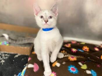 MARSHMALLOW -  Domestic Short Hair Cat for Adoption in Fort Wayne, Indiana - MARSHMALLOW | PetCurious