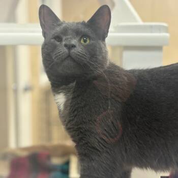Rescue Domestic Short Hair Cats for Adoption in Mebane, North Carolina - Roger | PetCurious
