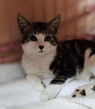 Lennon -  Domestic Medium Hair Cat for Adoption in Lovingston, Virginia - Lennon | PetCurious