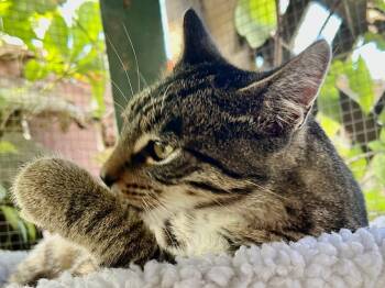 Bramble -  Domestic Short Hair Cat for Adoption in Franklin, West Virginia - Bramble | PetCurious