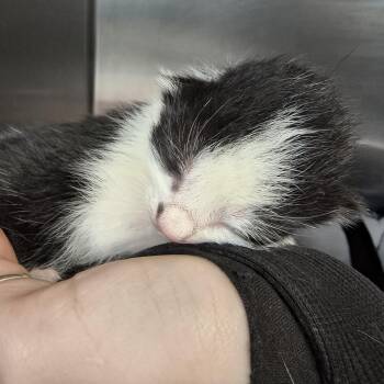 Domestic Short Hair Cats Available for Adoption in Moses Lake, Washington - Dior - Smudge | PetCurious